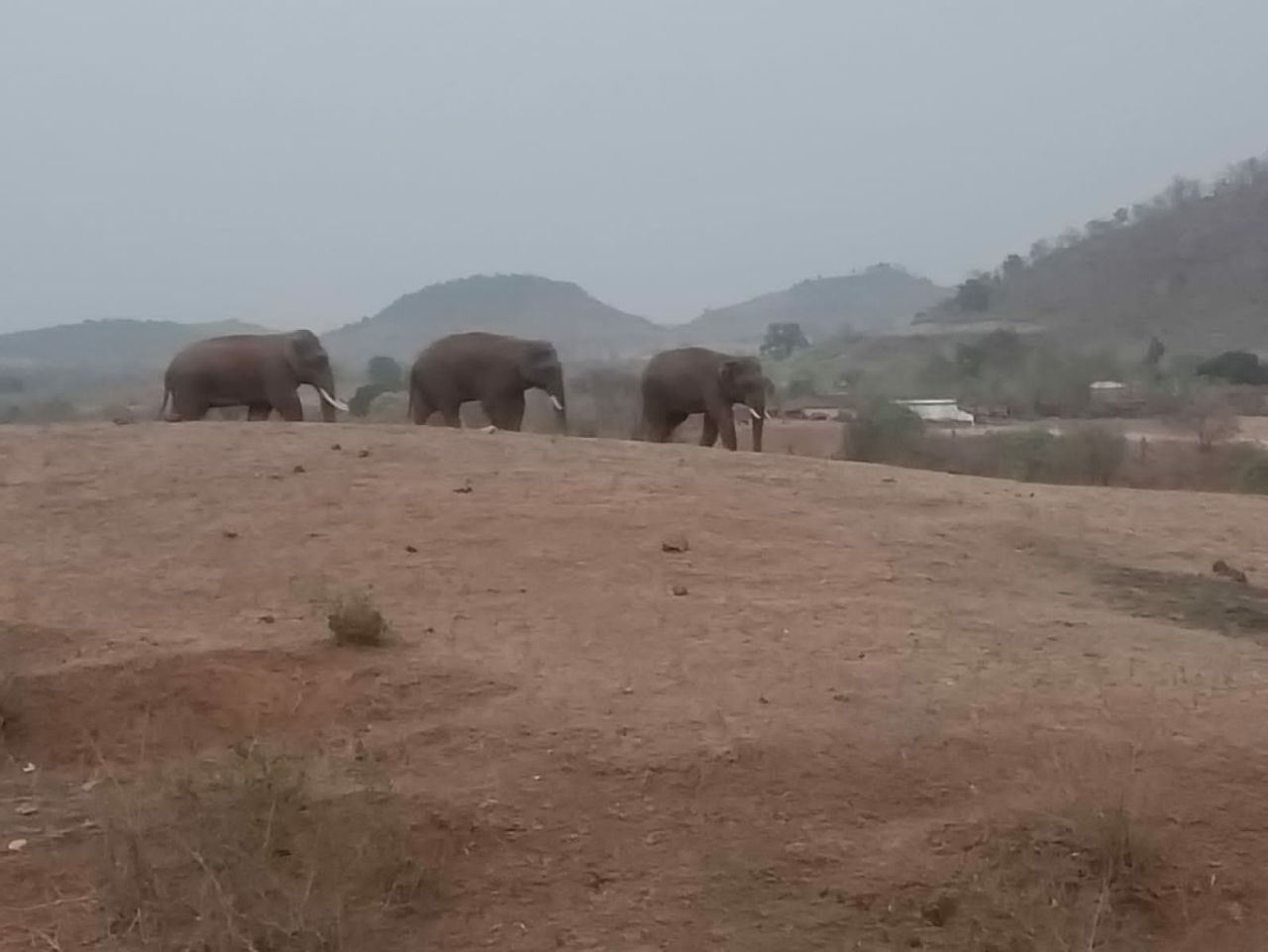 Herd of elephants troubled by the lack of food, reached the village of