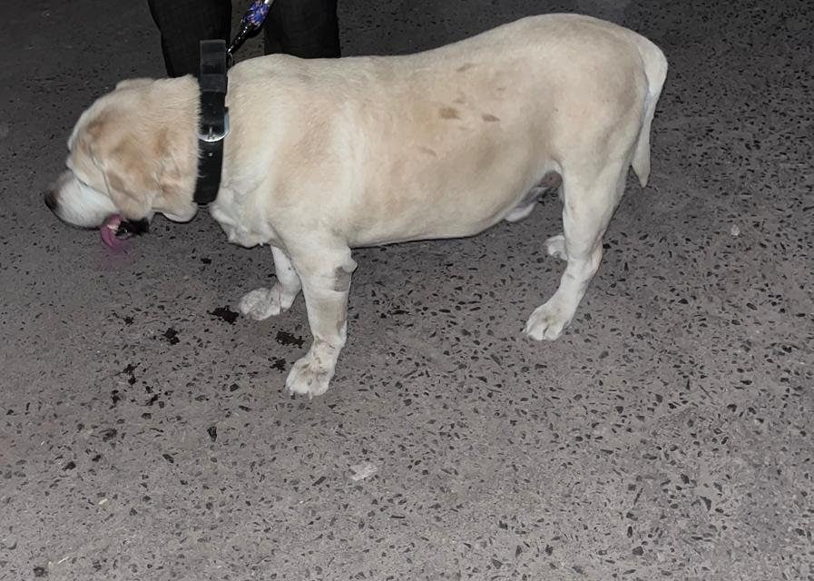ओरछा से चोरी हुआ पुलिस का खोजी कुत्ता