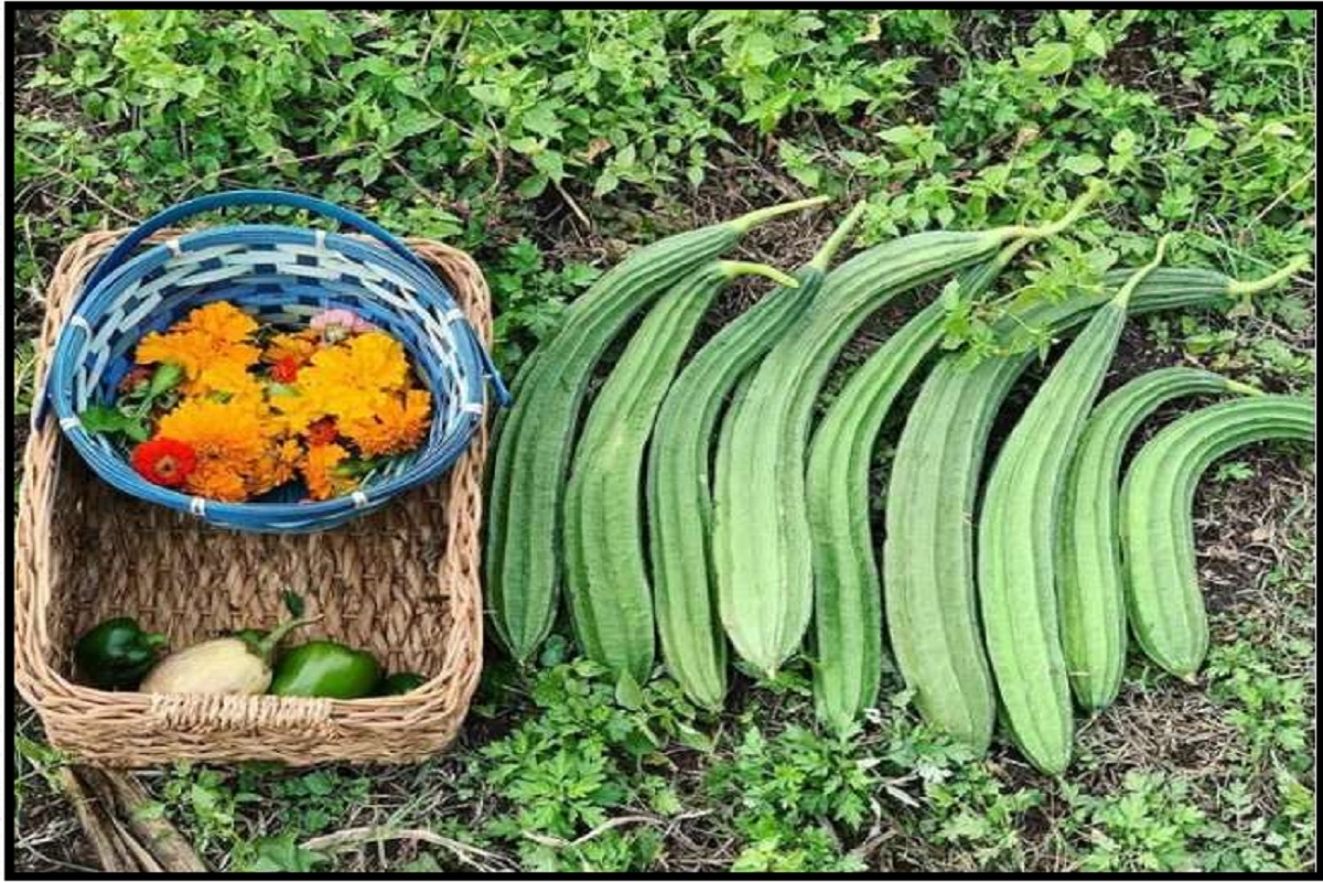 Ridge Gourd Benefits For Health