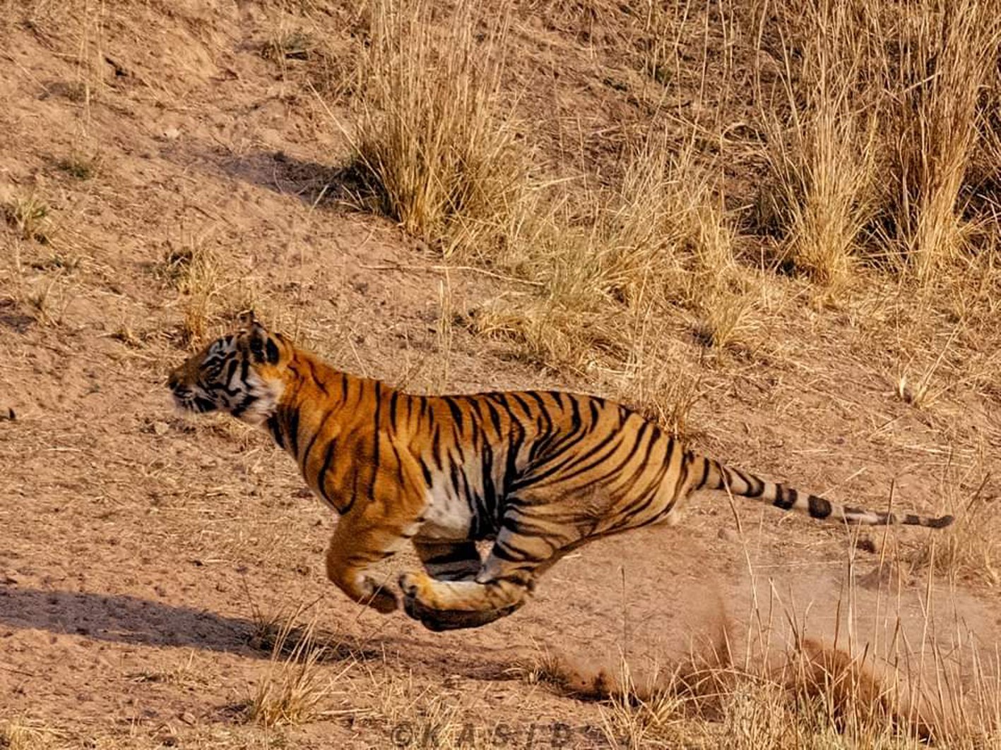 टाइगर को चकमा देकर भाग रहा था शिकार, नजर हटते ही बाघ ने लगाई लंबी छलांग