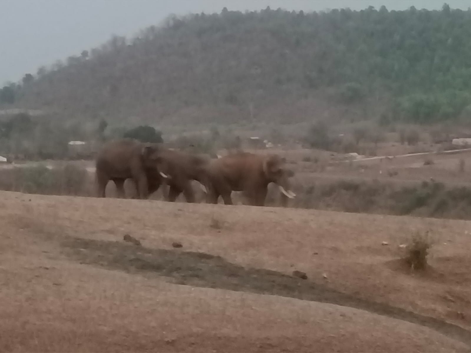 After spending 27 days in the forest here, a herd of elephants is retu