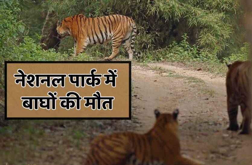 नेशनल पार्क में लगातार हो रही बाघों की मौत, चार दिन में मिले दो शव