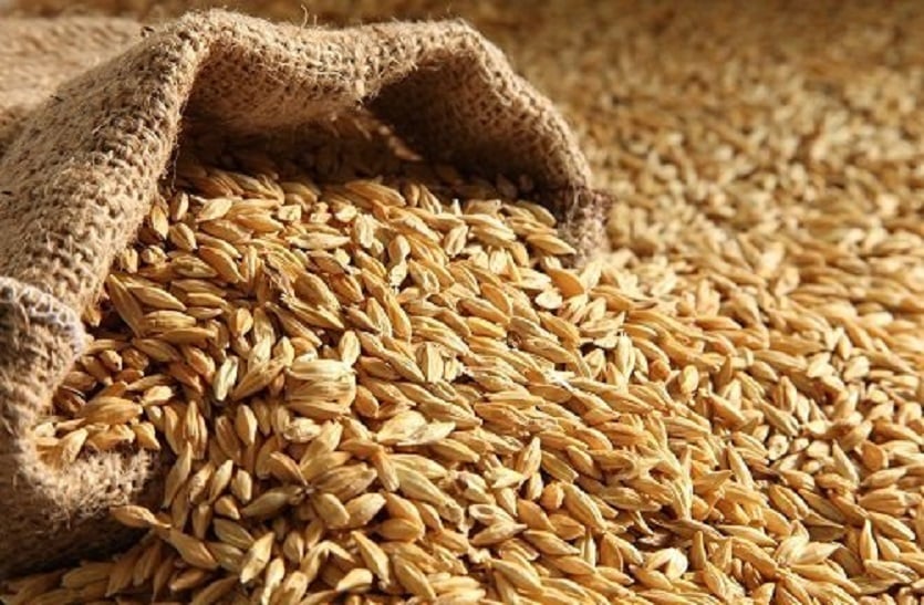 Barley more expensive than wheat:  इतिहास में पहली बार गेहूं से महंगा बिक रहा जौ