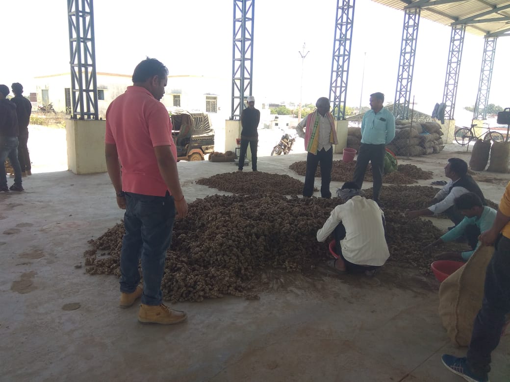 Demand for seeds sent to Maharashtra and Orissa, target of sowing 1100 quintals of ginger for 50 hectares