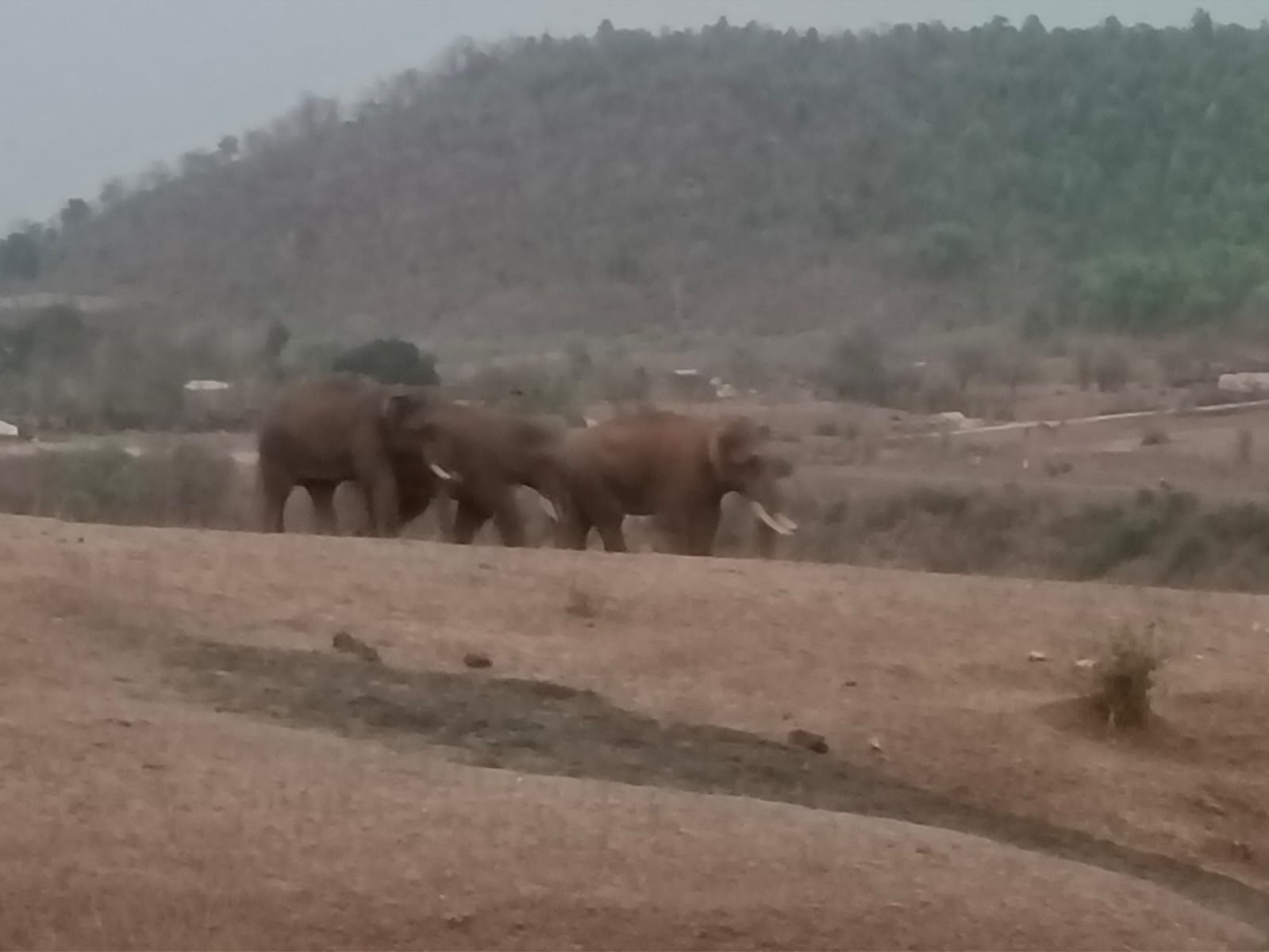 After wandering for 27 days in Anuppur, the three elephants returned t
