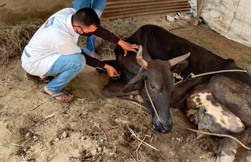 वडोदरा में जिले में वर्षभर में 1,05,650 पशुओं का उपचार, 80,915 का टीकाकरण
