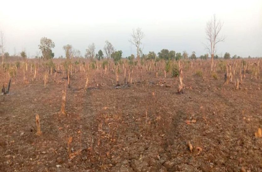 The cutting of trees is not stopping in this forest area of MP