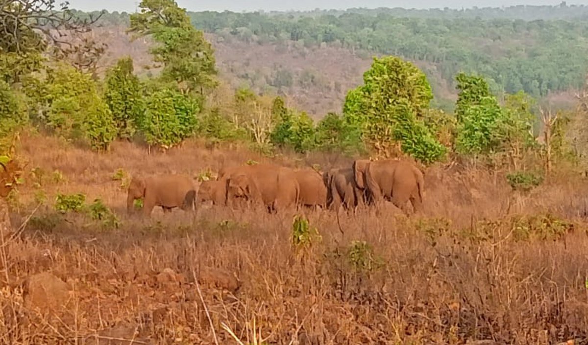 फिर वनांचल ग्राम पहुंचा हाथियों का दल