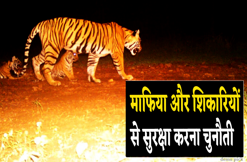 tigress_had_two_cubs_in_nauradehi_sanctuary.png