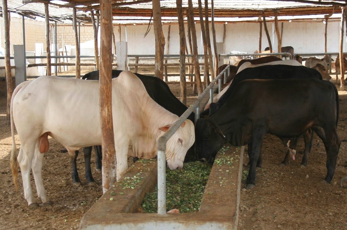 गाय पालने पर सरकार देगी 10800 रू, बिहार में लागू होगा मध्य प्रदेश का माडल