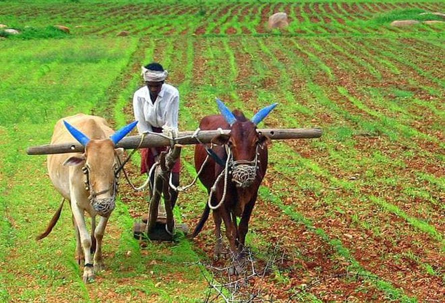 यह कैसा गणित : किसानों की कमाई दोगुना होना थी, घट गई