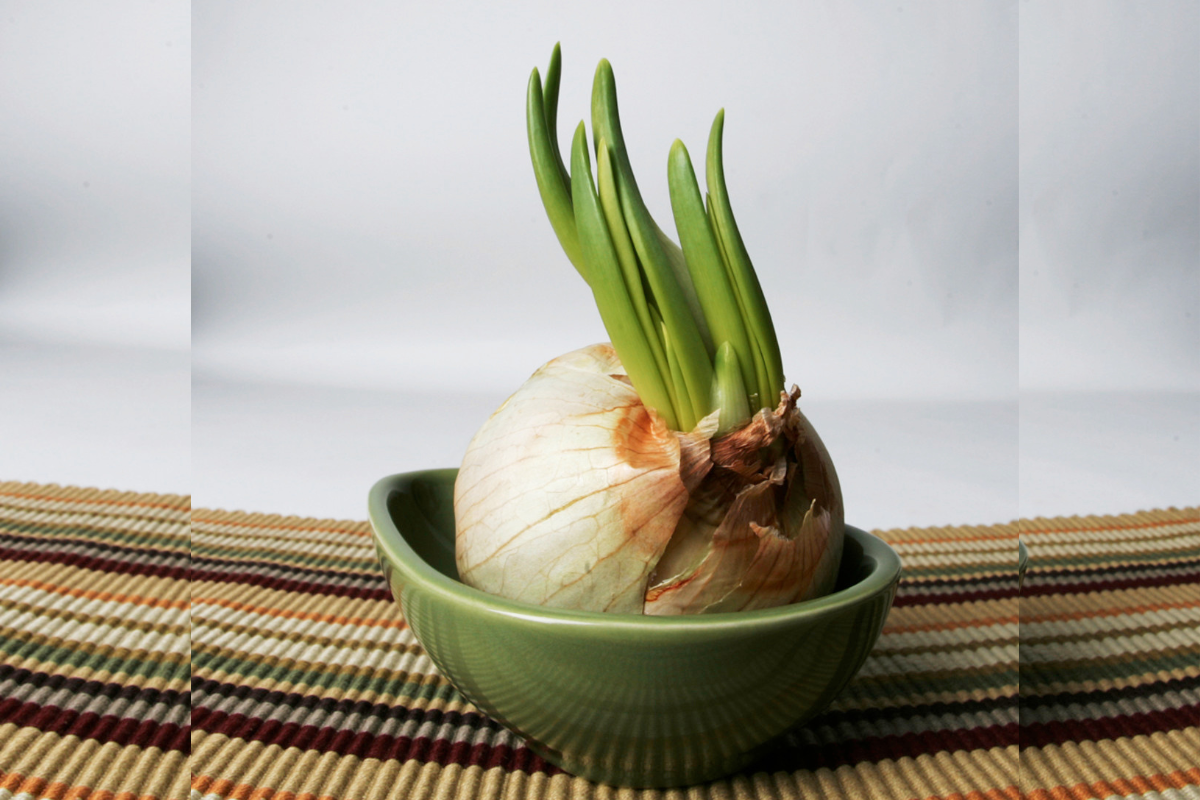 amazing_benefits_of_eating_sprouted_onions_raw.png