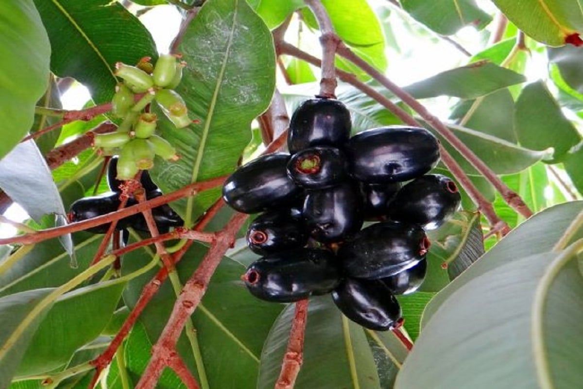 Benefits of Jamun Leaves: जामुन की पत्तियों के है ये अद्भुत फायदे, कई बीमारियों को दूर करने में होता है मददगार
