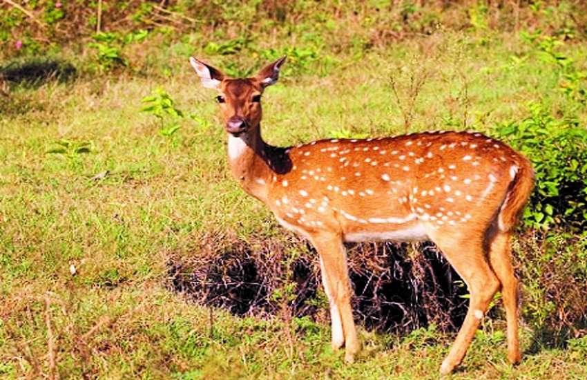 हिरणों के संरक्षण के लिए 50 लाख रुपए स्वीकृत, दो साल बाद भी काम शुरु नहीं