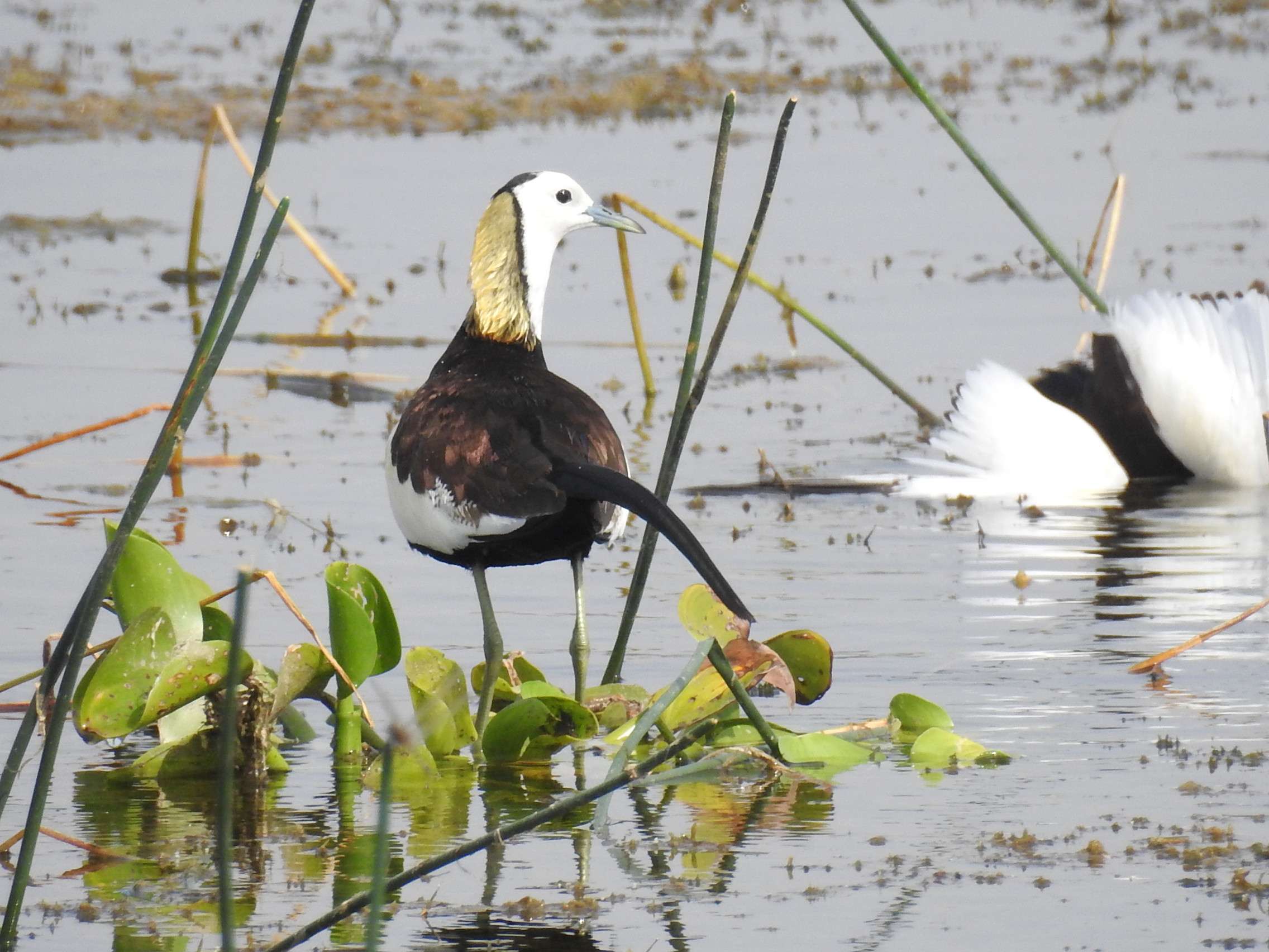 phesant_tailed_jacana.jpg