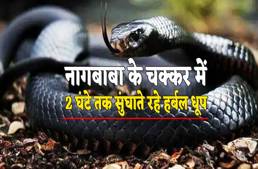 bhopal_snake_bite.jpg