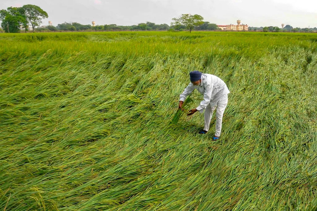 यूपी में 'फसल बीमा सप्ताह' की शुरुआत, 5 जिलों में हर किसान को मिलेगा लाभ