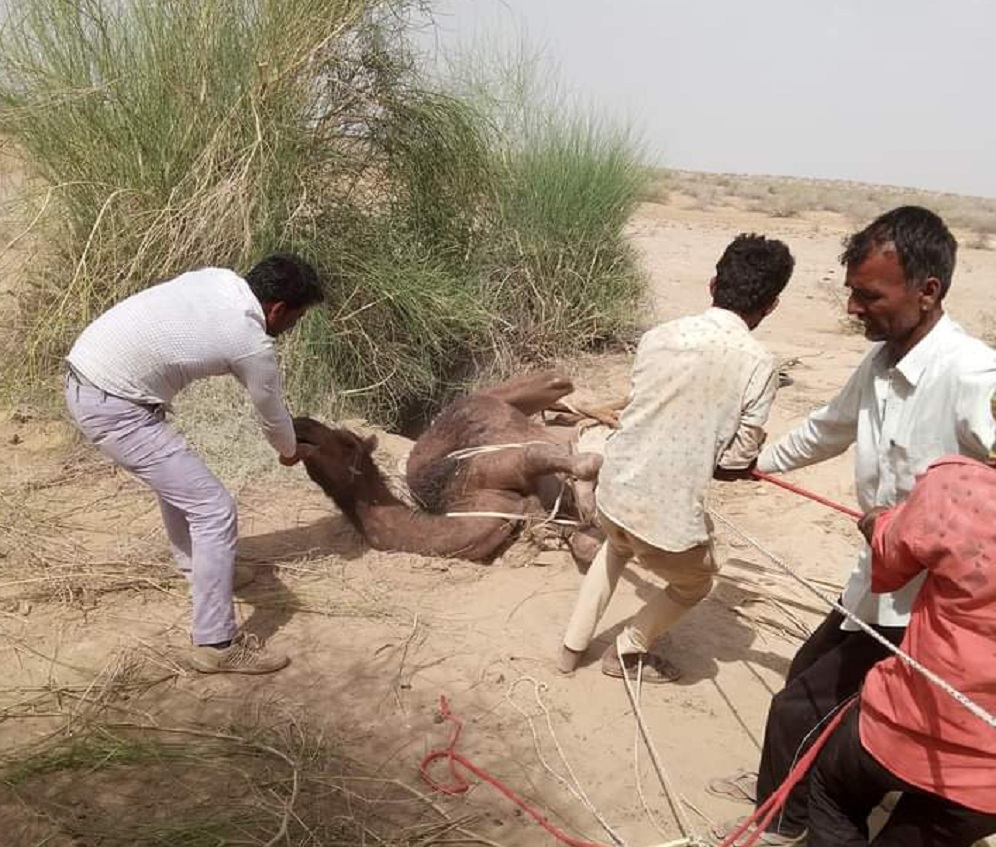 सूखे टांके में गिरा ऊंट, दो दिन बाद ग्रामीणों ने निकाला