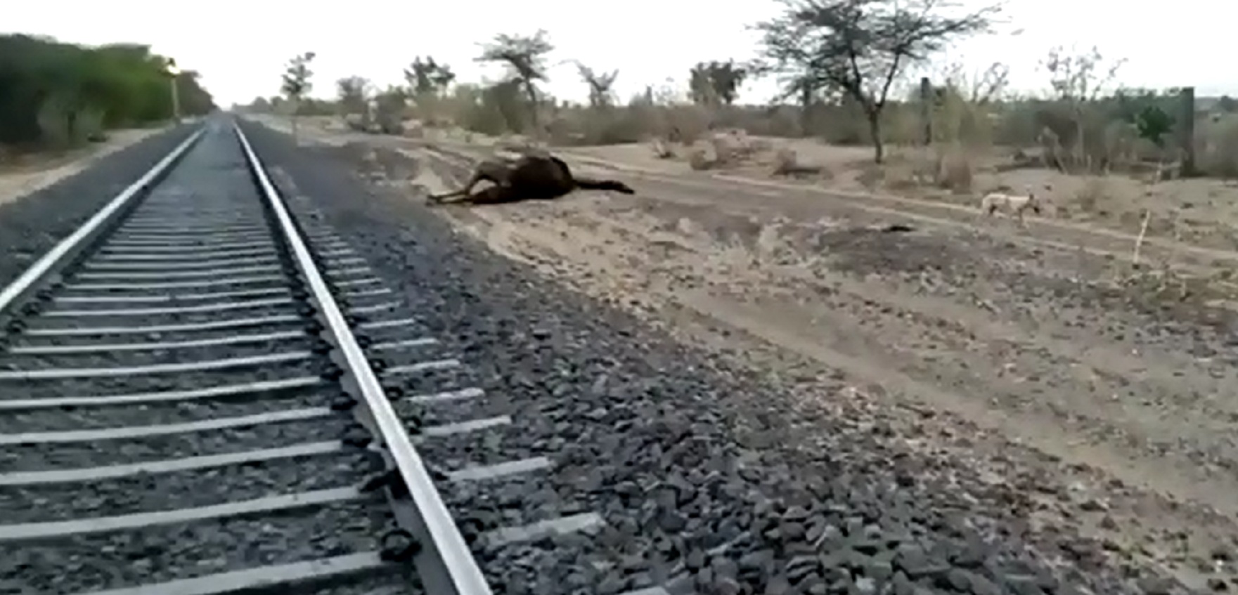 Video: रेल की चपेट में आने से दो राज्यपशु ऊंट की मौत