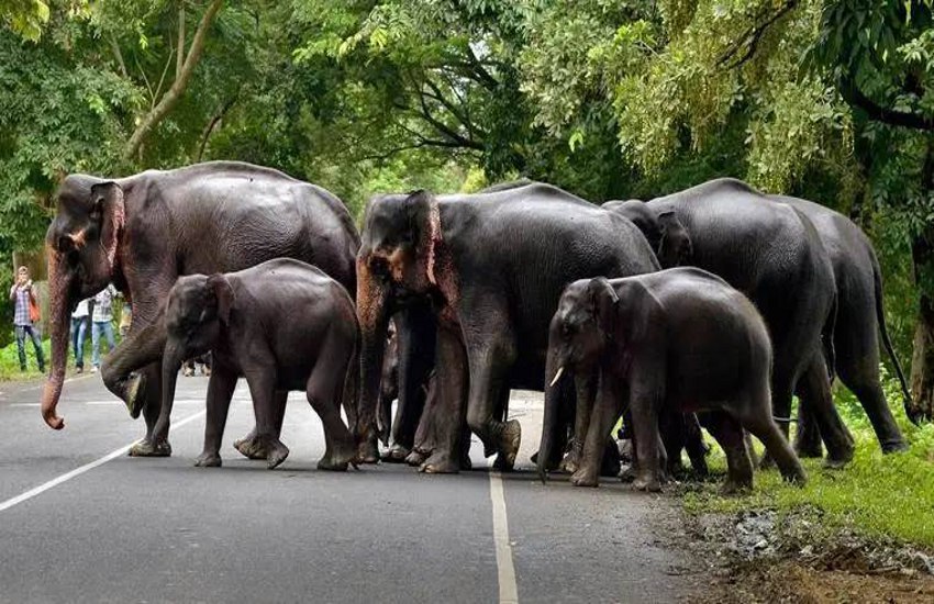 हाथियों के उत्पात से ग्रामीण परेशान, जंगल से निकलकर आबादी क्षेत्रों में दे रहे धमक