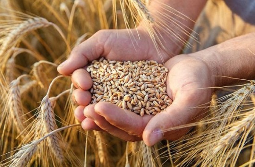 Wheat flour: गेहूं हुआ महंगा, आटा और ब्रेड के भी बढ़े दाम