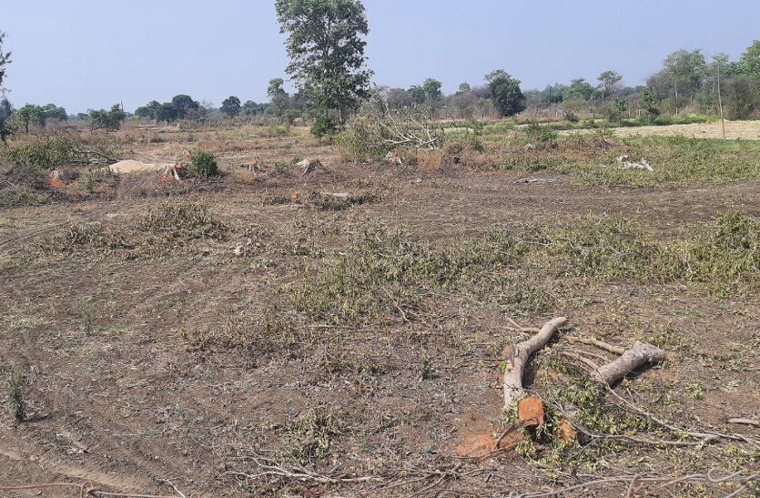 Durg News - हरियाली पर कुल्हाड़ी, हरे-भरे पेड़ों को काटकर ठूंठ में बदल रहे तस्कर