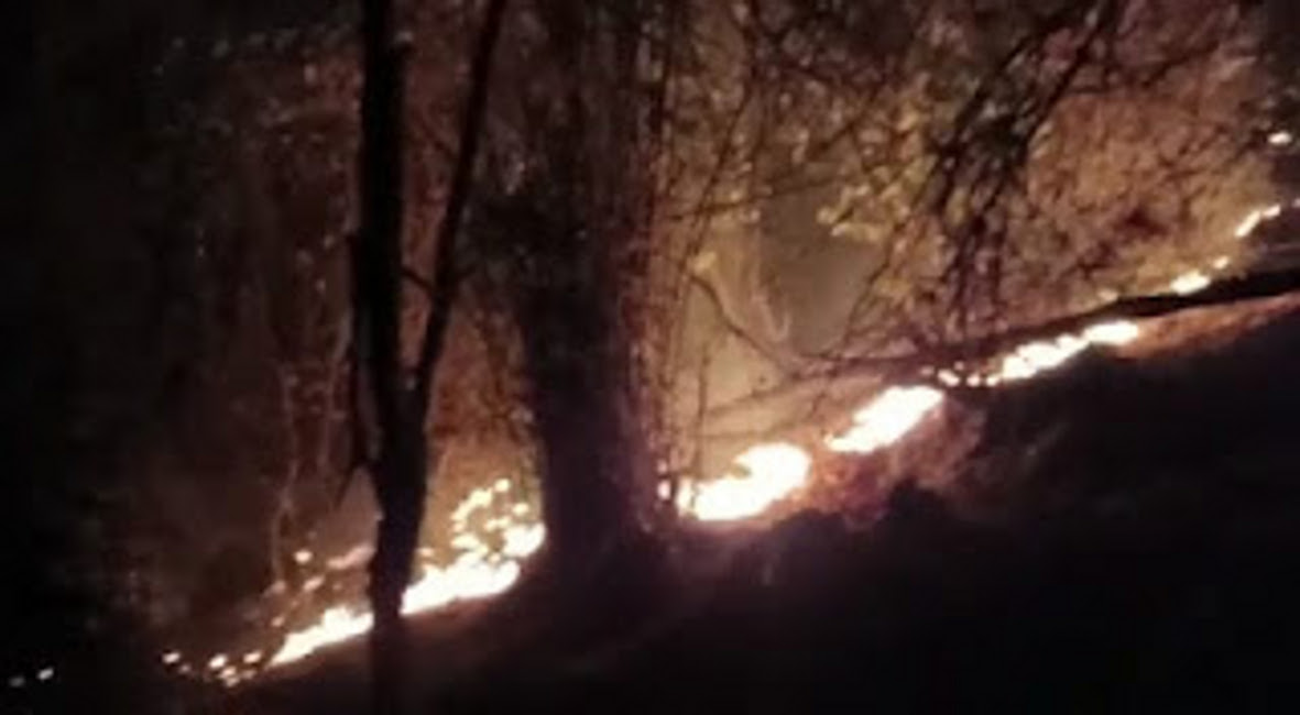 50 hectare forest of Bandhavgarh burnt down due to fierce flames