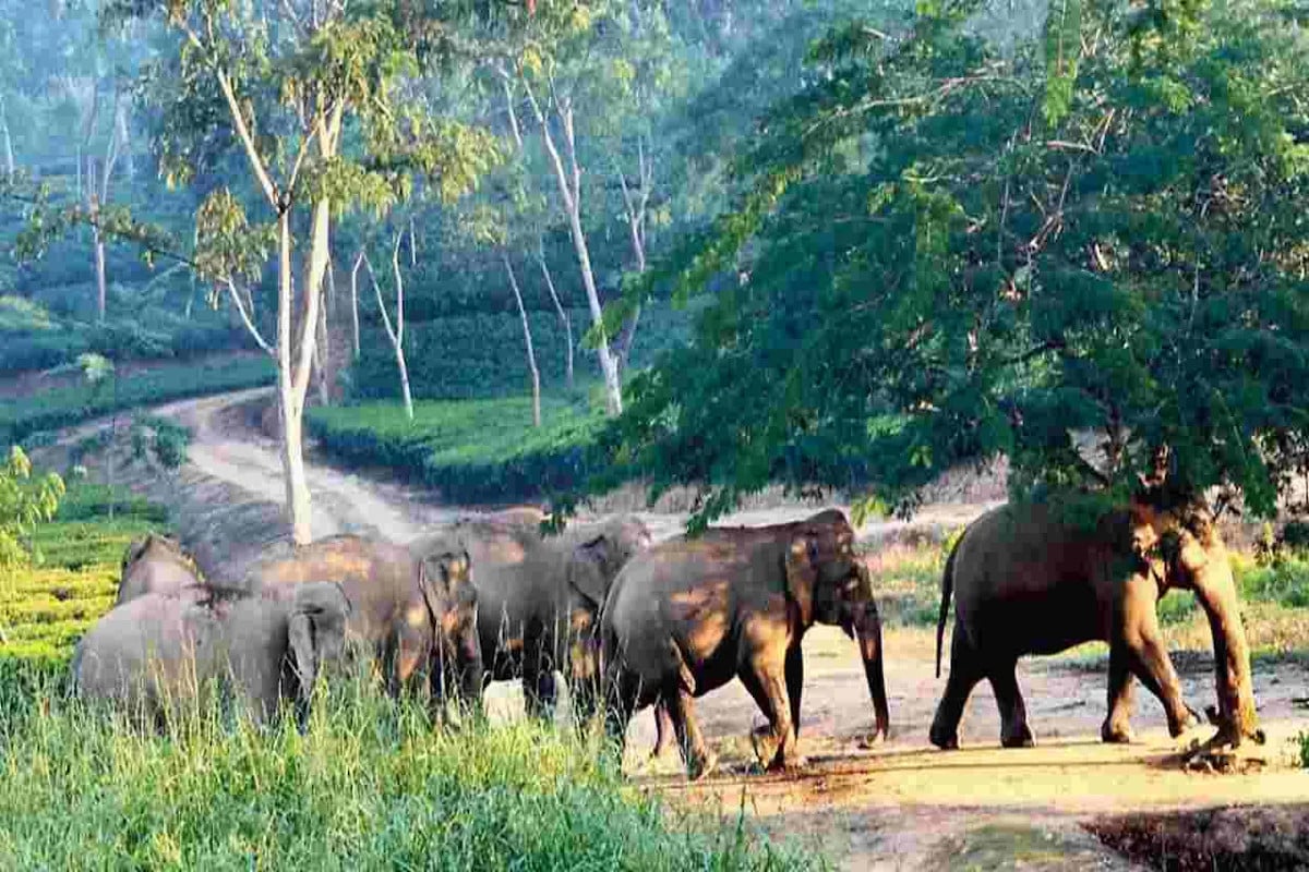 Elephant Reserve File Photo