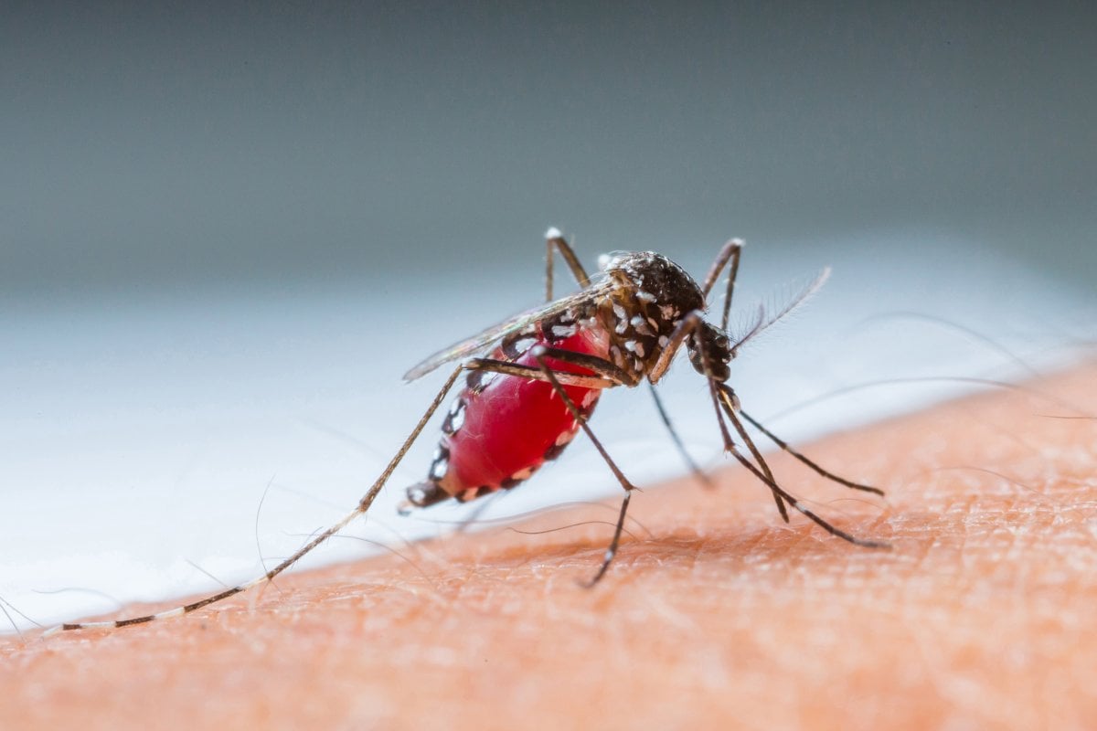  ये तीन मच्छर सबसे ज्यादा फैलाते हैं बीमारियों को, जानें इनसे कैसे करें बचाव