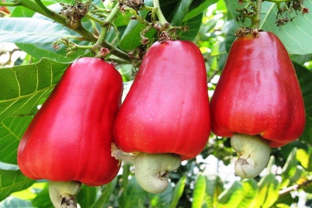 Cashew Fruit Benefits: जानिए काजू ही नहीं, काजू के फल से भी मिलते हैं कई अद्भुत फायदे, इम्यूनिटी बढ़ाने में होता है मददगार