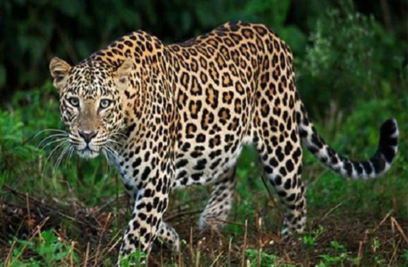 Leopard clan growing in Nauradehi Sanctuary