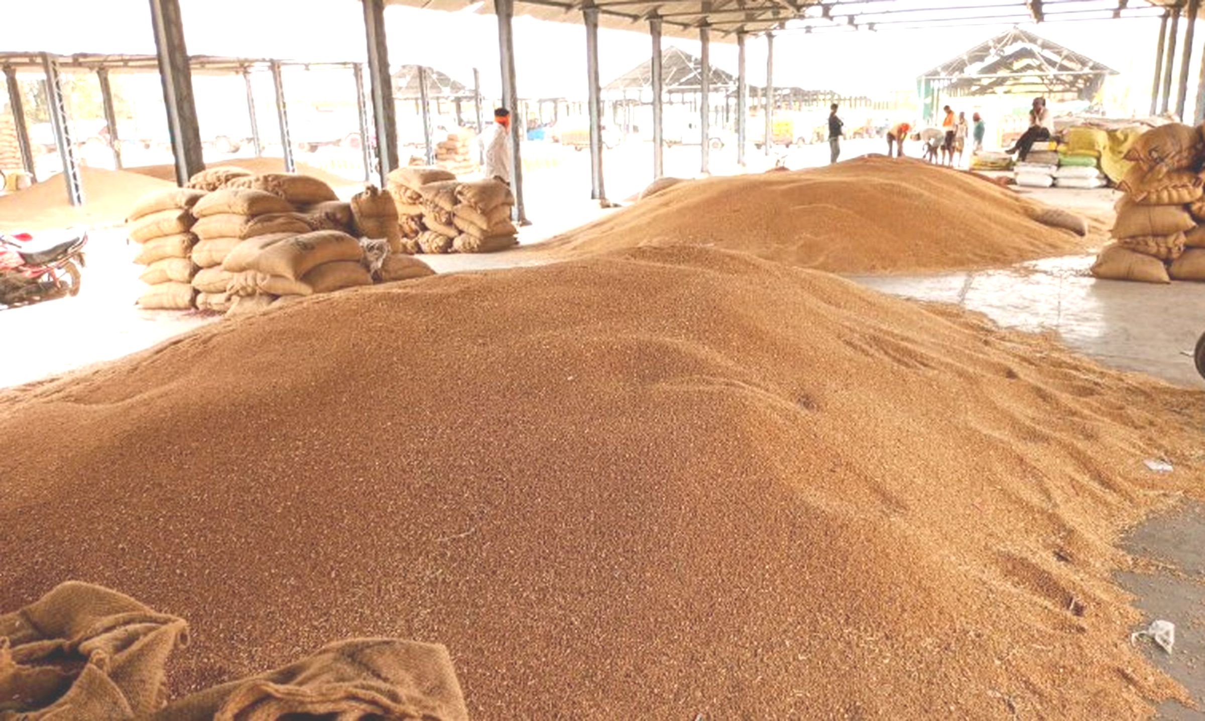 कांडला पोर्ट पर फिर निर्यात शुरू, बुरहानपुर का 50 लाख से अधिक का गेहूं बिकने की उम्मीद