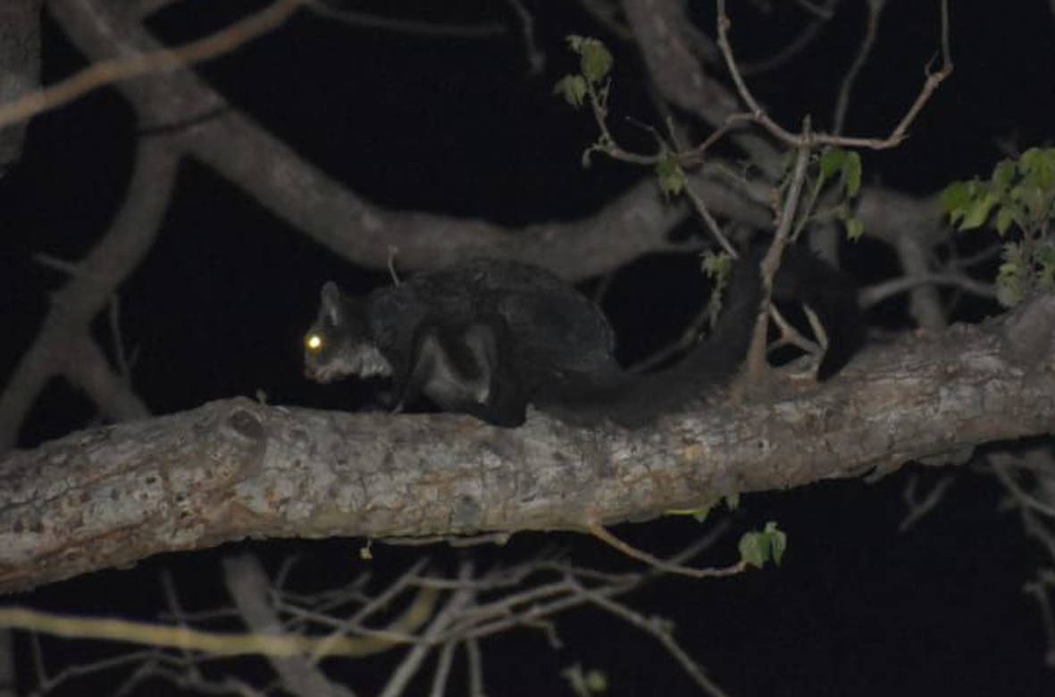 Flying Squirrel of Sitamata Sanctuary बड़ेे पेड़ कम होने सेे उडऩ गिलहरी पर अस्तित्व का संकट