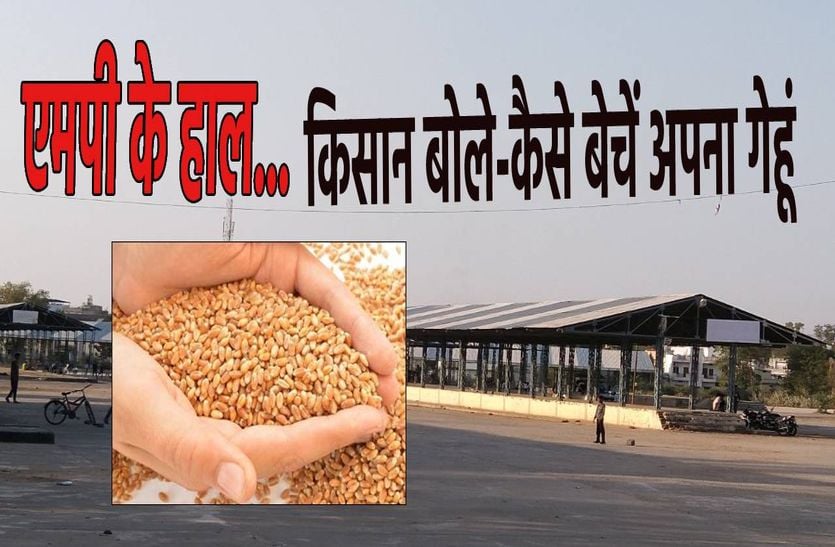 Government wheat is not even able to touch the figure of 25 percent
