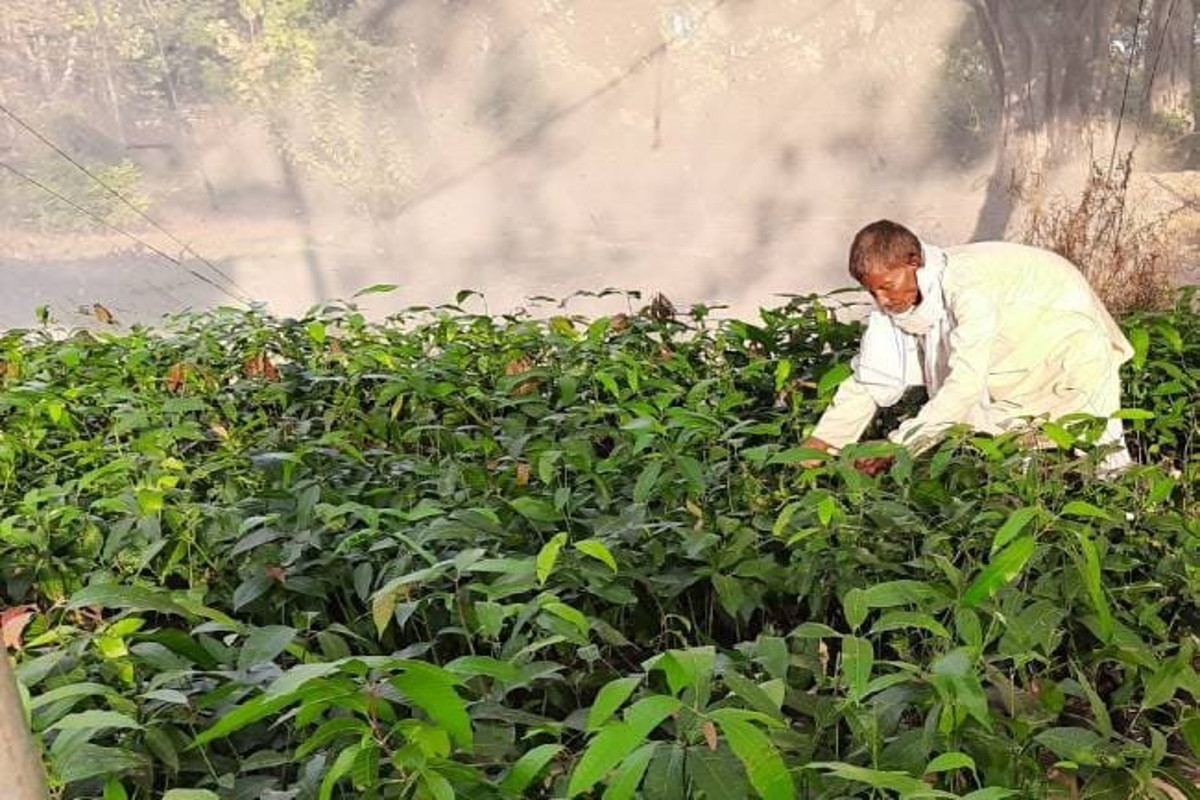 योगी सरकार की पहल : किसानों को मिलेंगे बेहतर प्रजाति के पौधे, हर जिले में होगी हाईटेक नर्सरी