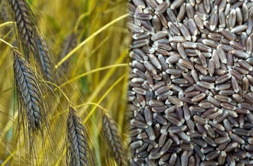 Black Wheat Farming in nagaur rajasthan | काले गेहूं की खेती से कर सकते हैं मोटी कमाई, कई रोगों में बहुत ही फायदेमंद | Patrika News