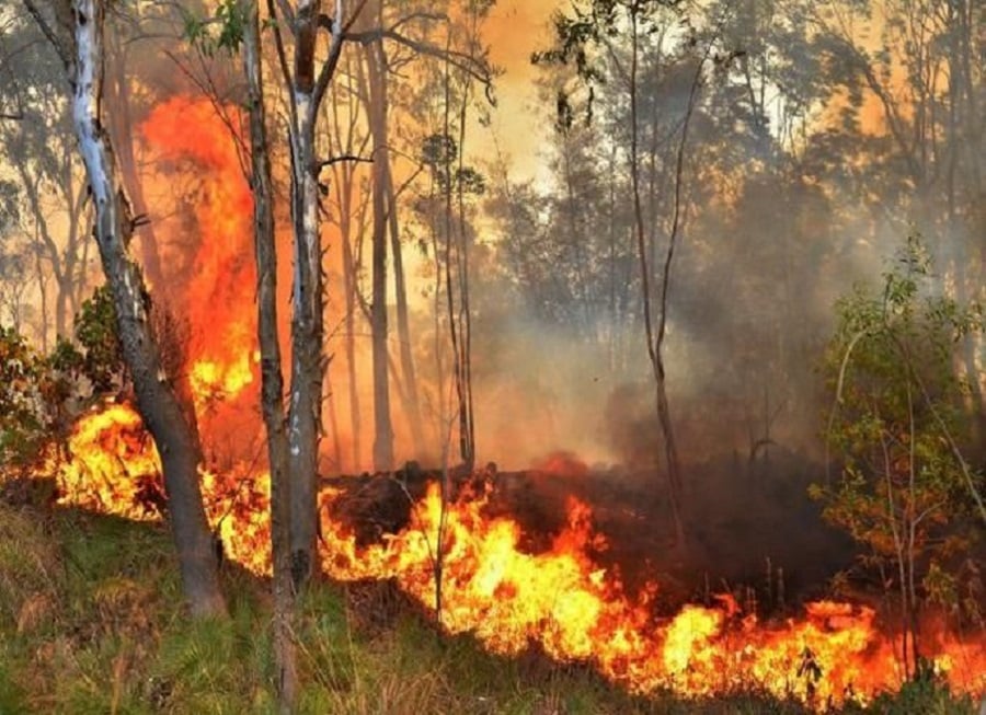 जंगल की आग...देश का 36 फीसदी वन क्षेत्र खतरे में