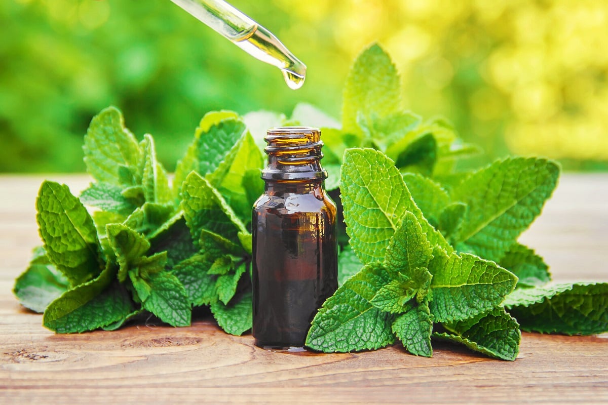 Health benefits of peppermint oil in hindi | Peppermint Oil Benefits: सेहत  से लेकर त्वचा की समस्याओं को दूर करने में फायदेमंद होता है, पिपरमिंट ऑयल |  Patrika News
