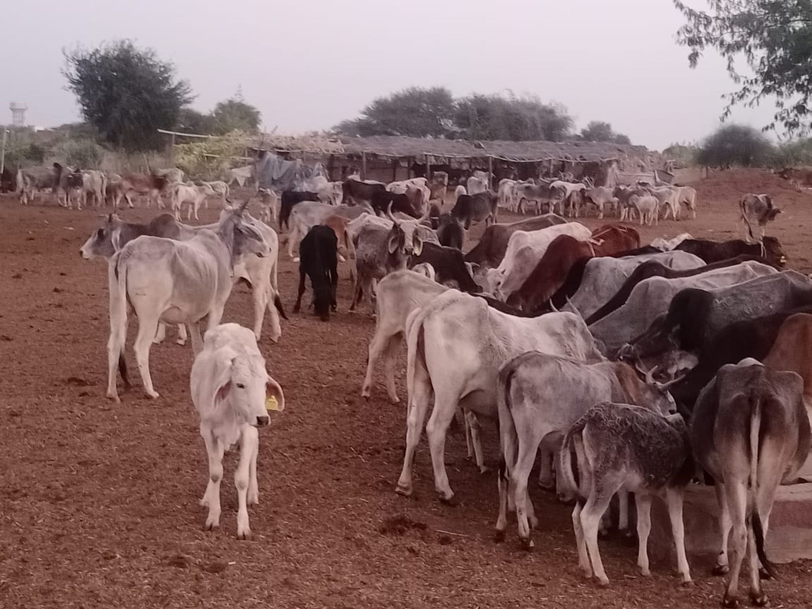 150 गोशालाओं में 50 हजार गोवंश के लिए चारा-पानी जुटाना चुनौती