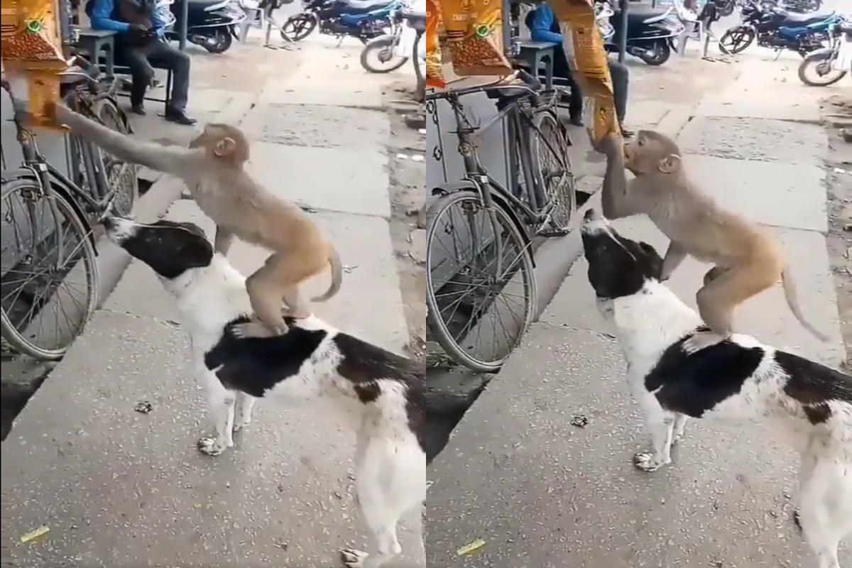 Viral Video : दुकान से चिप्स का पैकेट चुराने के लिए कुत्ते ने की बंदर की मदद, वायरल हुआ वीडियो