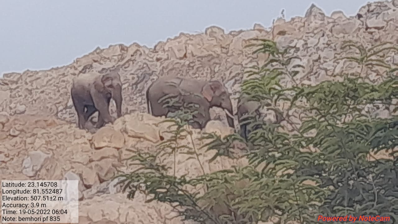 भोजन की तलाश में हाथियों का झुंड लगातार बदल रहा रास्ता, बंगवार खदान से पहुंचे अहिरगवां रेंज