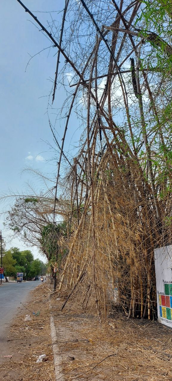 Bamboo can fall on the road at any time from the wind