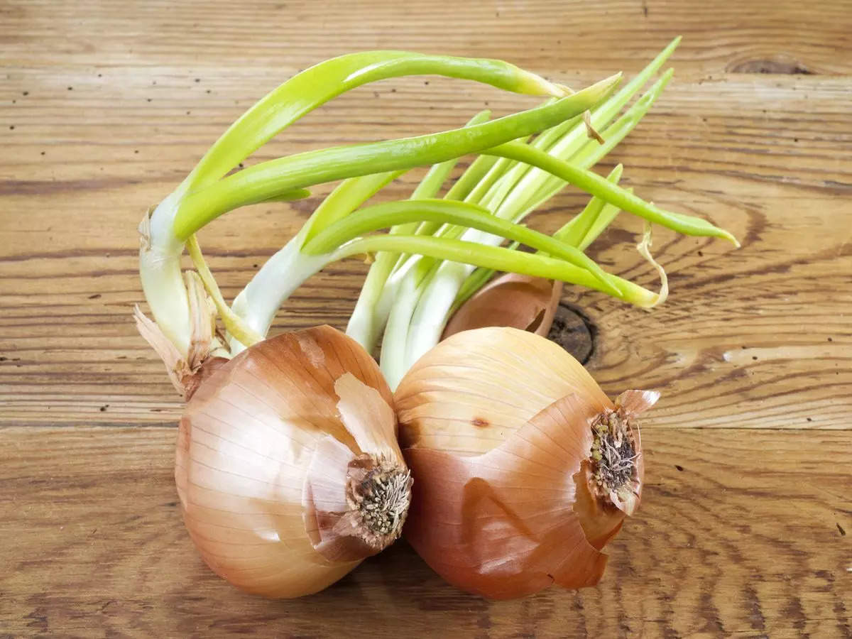 Sprouted Onions Benefits: अंकुरित प्याज खाने से सेहत को मिलते हैं ये 4 बड़े फायदे, गर्मियों में पेट के लिए है बहुत लाभकारी
