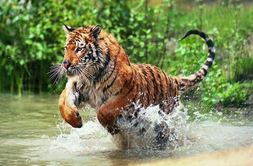कर्नाटक के वन क्षेत्र में लौट आया बाघ