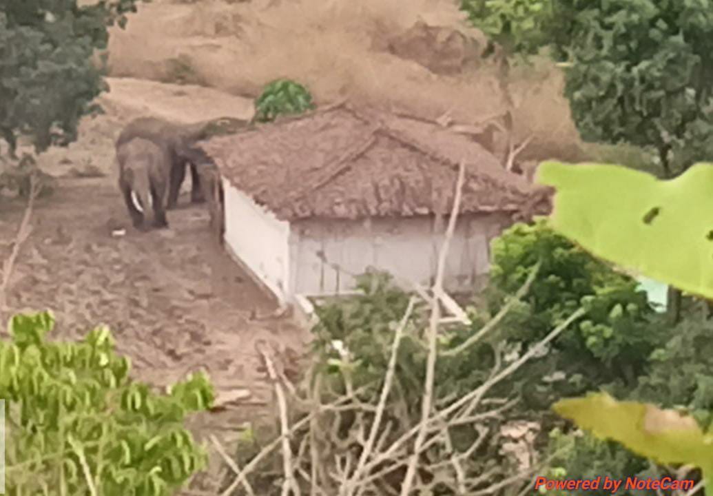 Elephants camped in this village for hours, damaged houses, villagers
