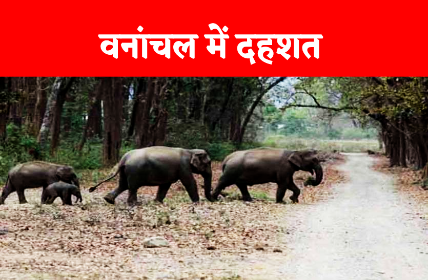 after_crushing_father_and_daughter_in_belgaum_group_of_elephants_reached_directly.png