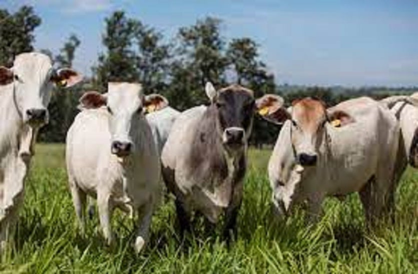 Cattle stolen from city and countryside