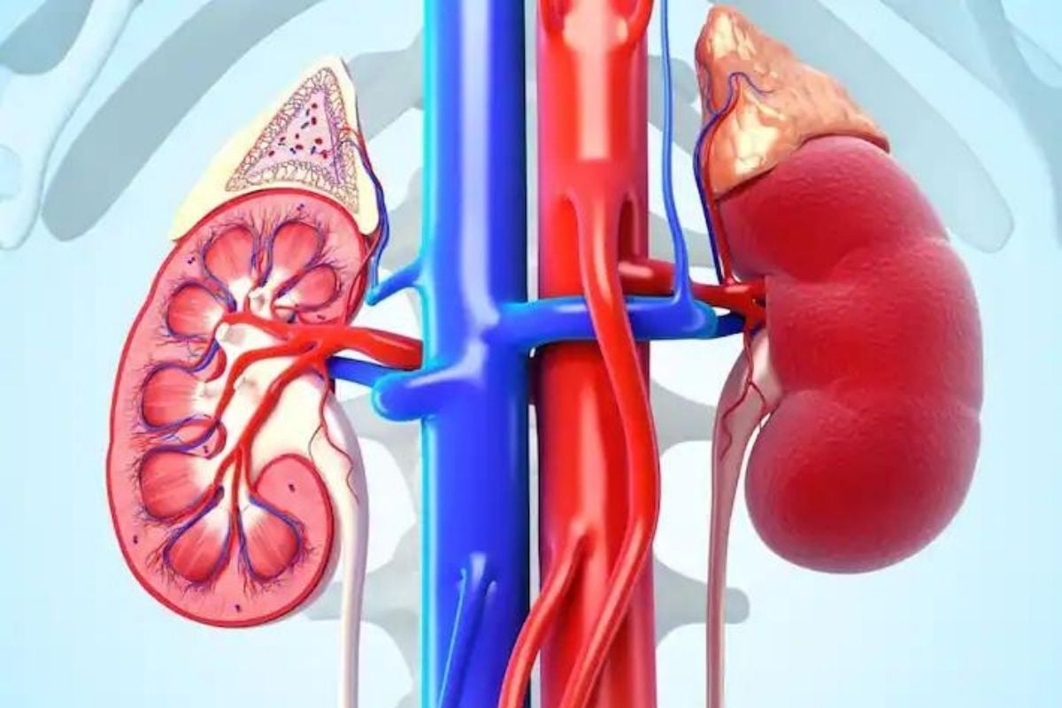 kidney Damage Causes:  क्रिएटिनिन लेवल हाई होते ही डैमेज हो सकती है किडनी, जानिए कितना होना चाहिए शरीर में creatinine level