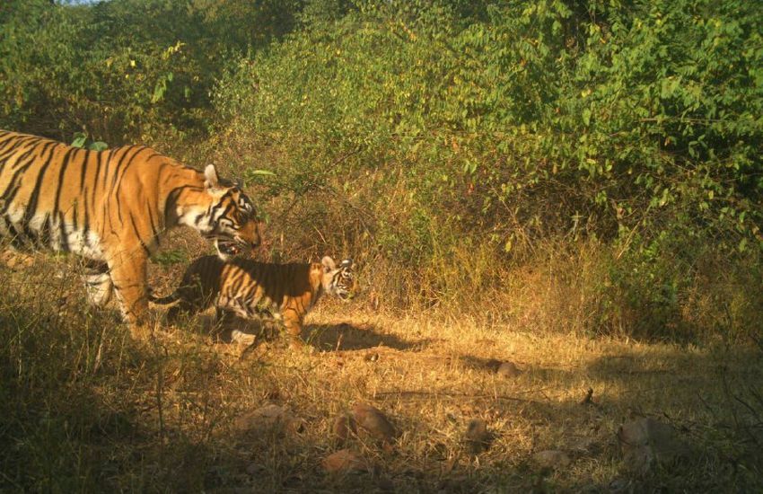 सरिस्का में बाघों के शिकारी निकल जाते हैं कानून के शिकंजे से बाहर
