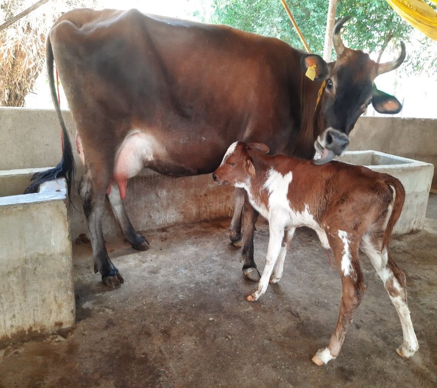 New technology in artificial insemination, 90 of the calf is born onl